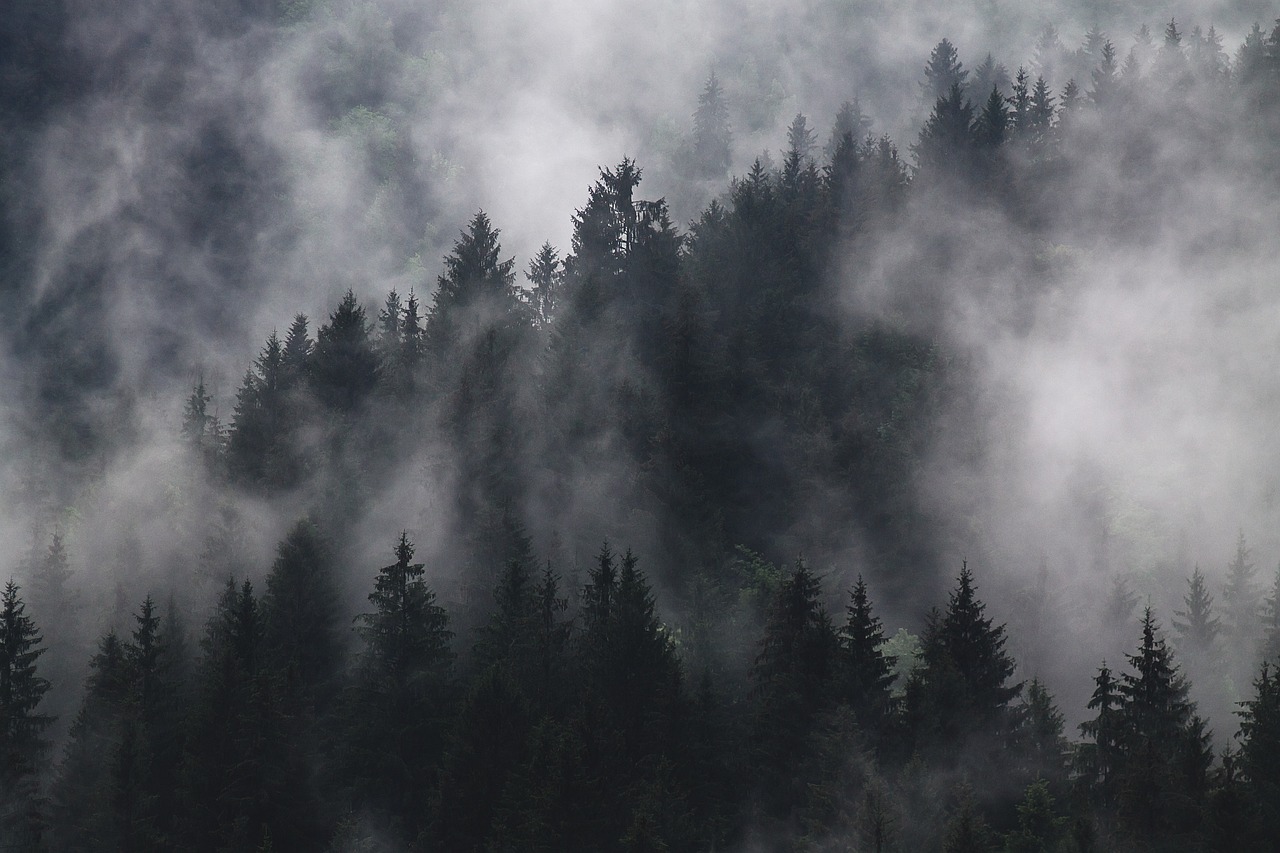 Reviving the Earth's Lungs: The Importance of Forest Conservation